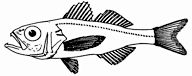 Synagrops microlepis_claves